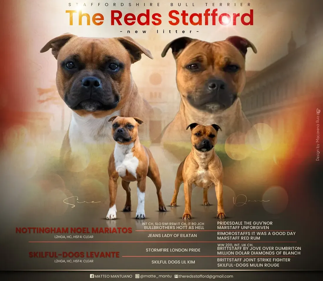 Nuova Cucciolata TheReds Stafford luglio 2026 - Nottingham Noel Mariatos x Skilful-Dogs Levante