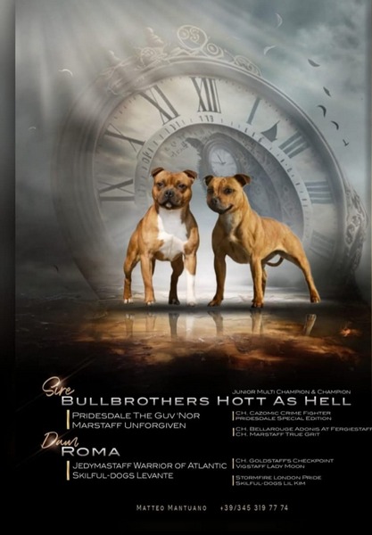 Nuova Cucciolata TheReds Stafford Luglio 2026 - Bullbrothers Hott As Hell x Roma