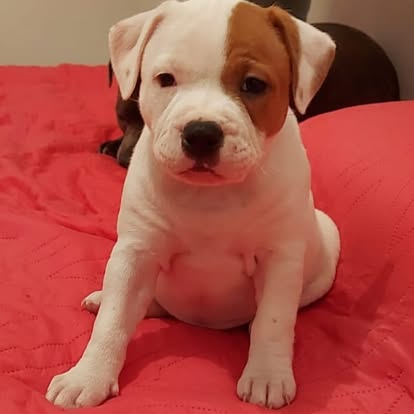 Cucciolo bianco