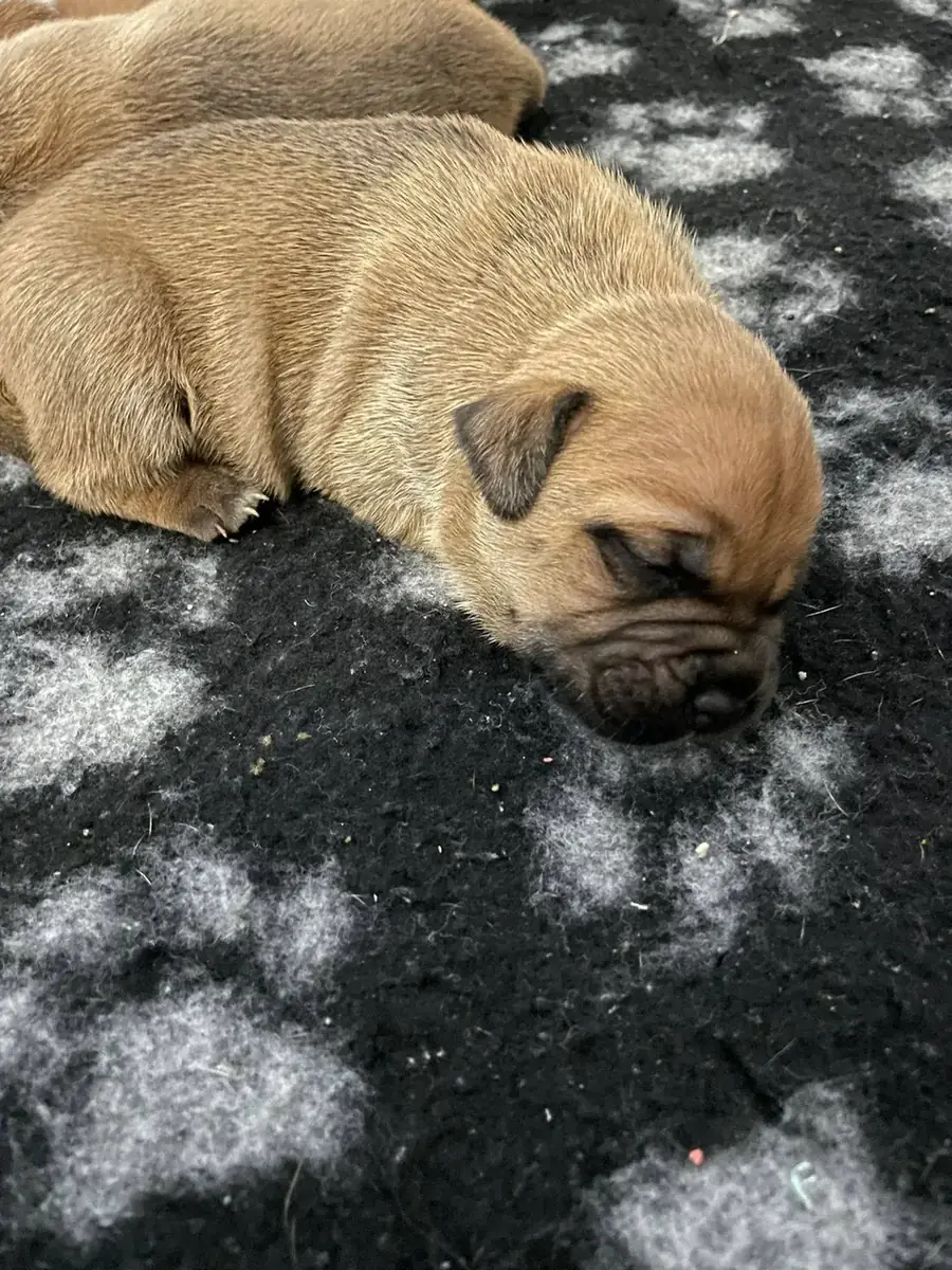 Cucciolo che dorme