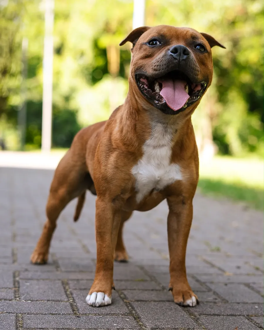 Italian Staffy&rsquo;s Kingdom Dominic Toretto, maschio Staffordshire Bull Terrier rosso, Giovane Campione Italiano e Svizzero, figlio di HEAT