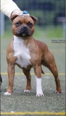 Staffy Milano - HEAT in esposizione