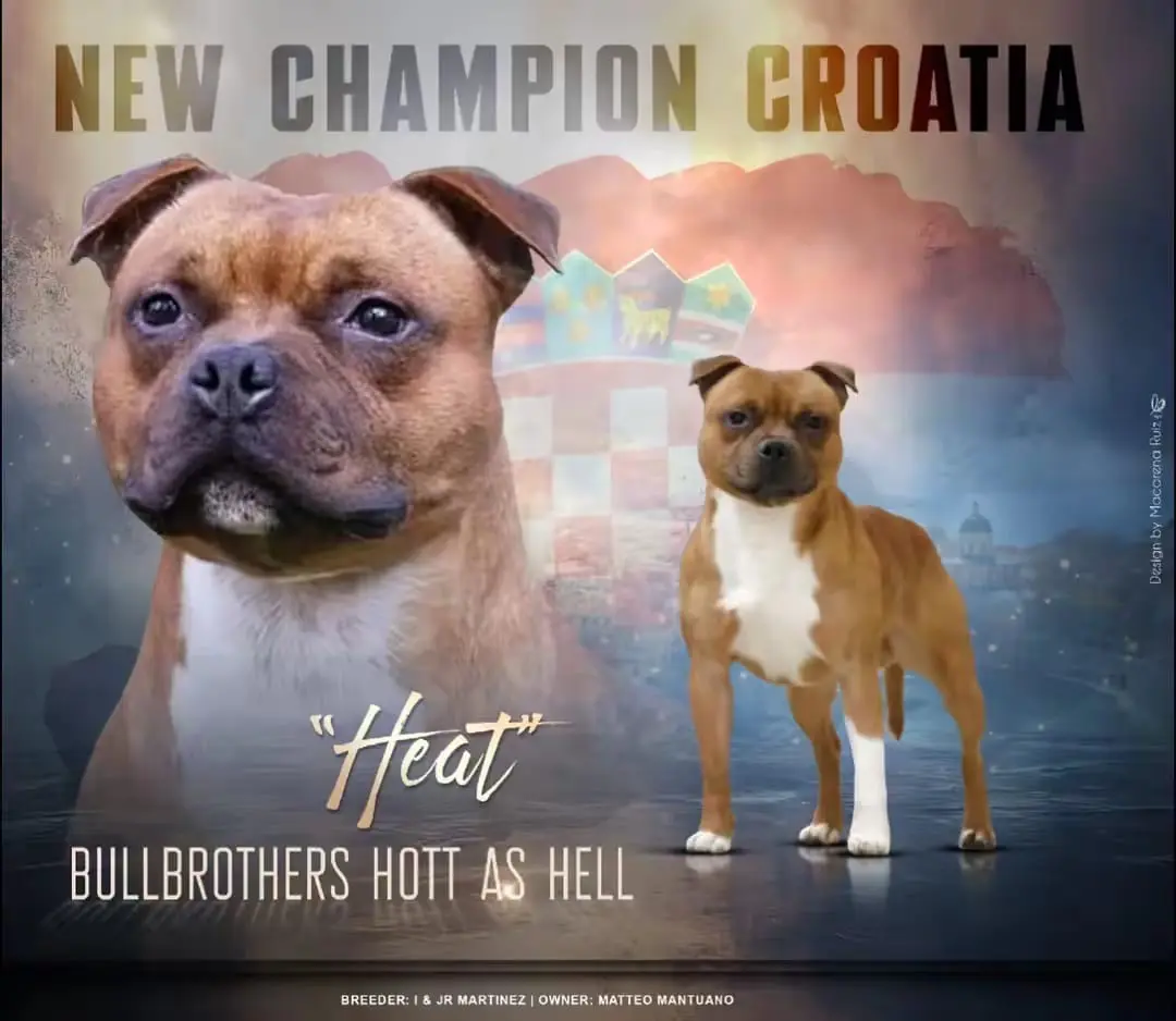 HEAT - New Champion Croatia - Staffordshire Bull Terrier