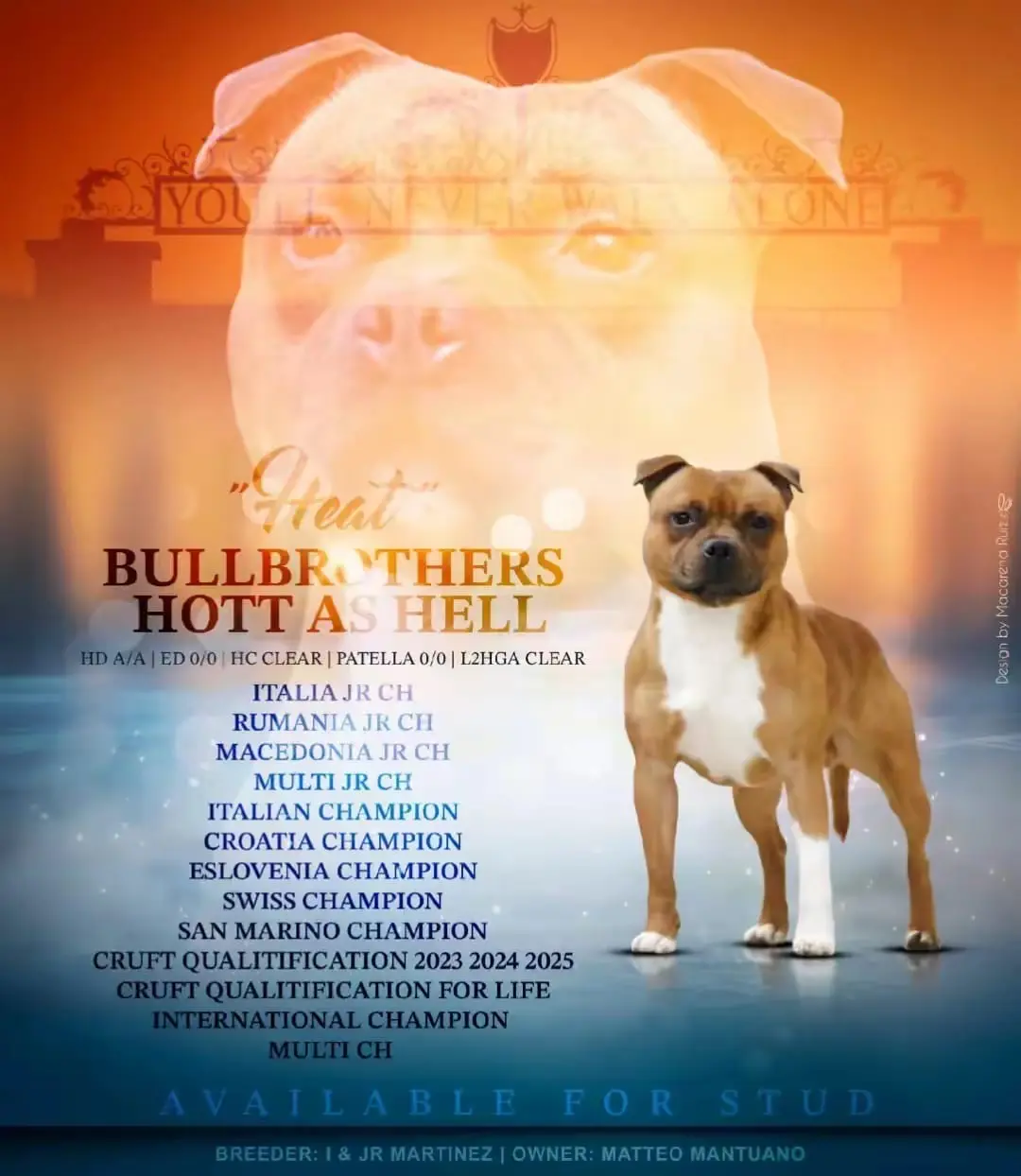 HEAT - Campione Italiano Staffordshire Bull Terrier - Multi Champion