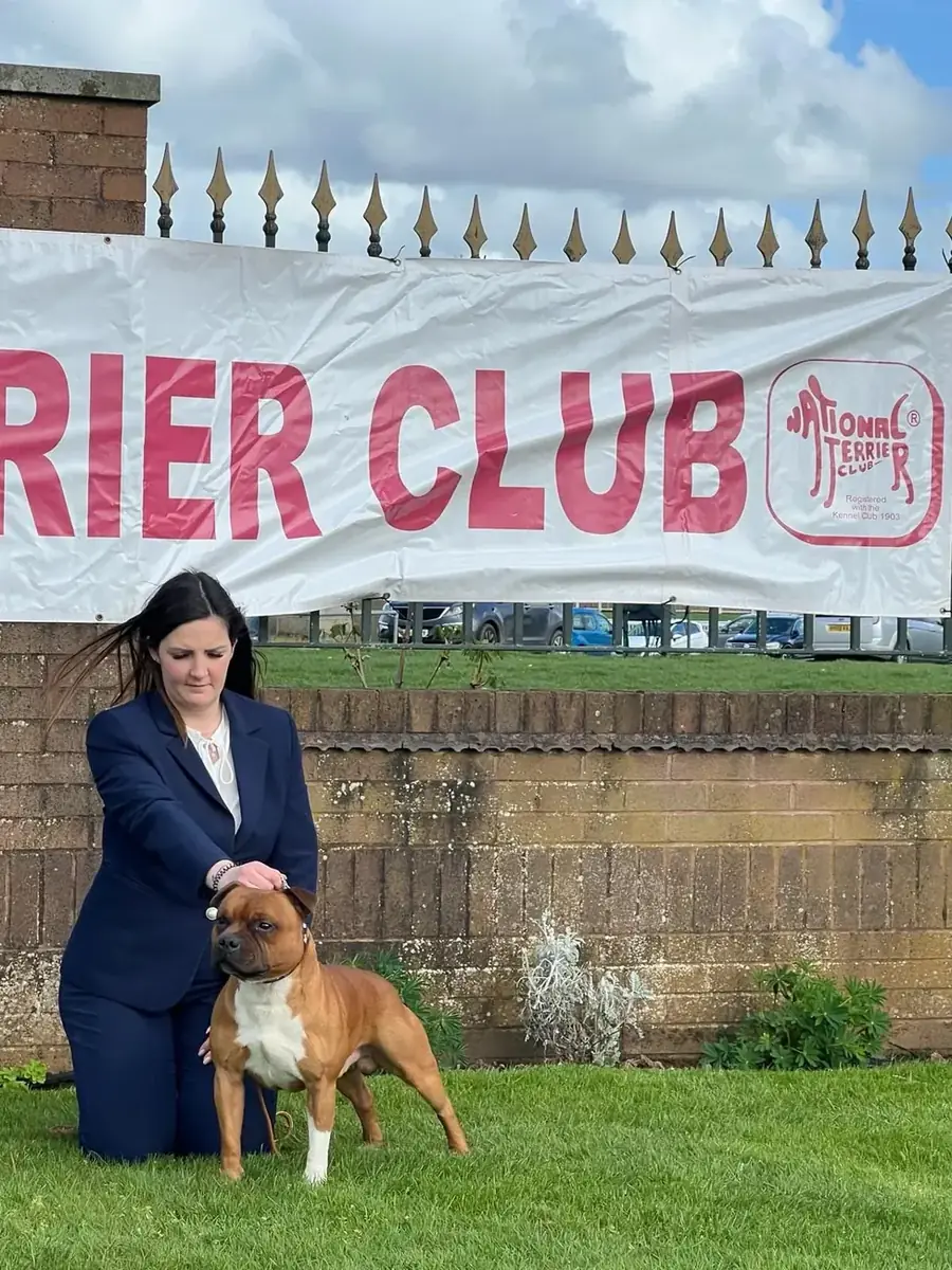 HEAT al National Terrier Club nel Regno Unito