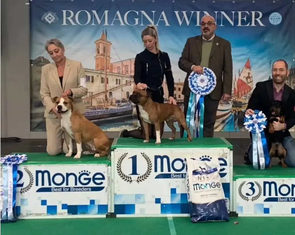 HEAT, Staffordshire Bull Terrier, primo posto e Best of Breed al Romagna Winner