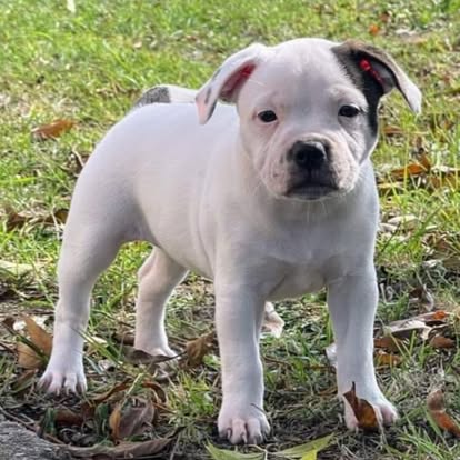 Cucciolo bianco pezzato