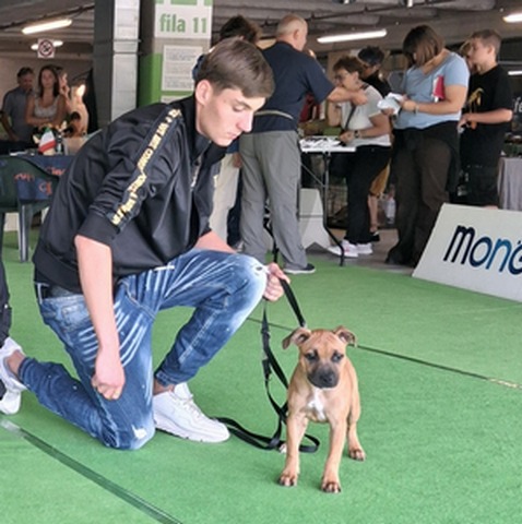 Viktorya - You'll Never Walk Alone - Staffordshire Bull Terrier