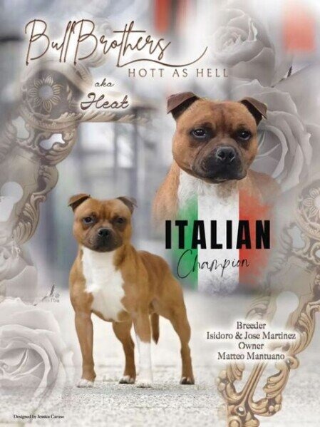 HEAT - Campione Italiano Staffordshire Bull Terrier