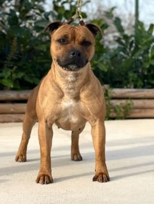 Skilful-Dogs Levante - Staffordshire Bull Terrier femmina