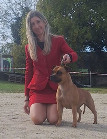 Roma - Campionessa Slovena Staffordshire Bull Terrier