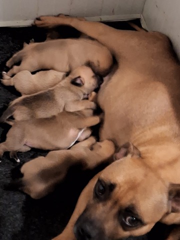 Cuccioli Staffordshire Bull Terrier Luglio 2026 - Roma con i cuccioli