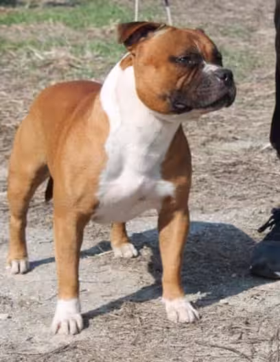 Vangerbull Red Harricane, maschio Staffordshire Bull Terrier riproduttore