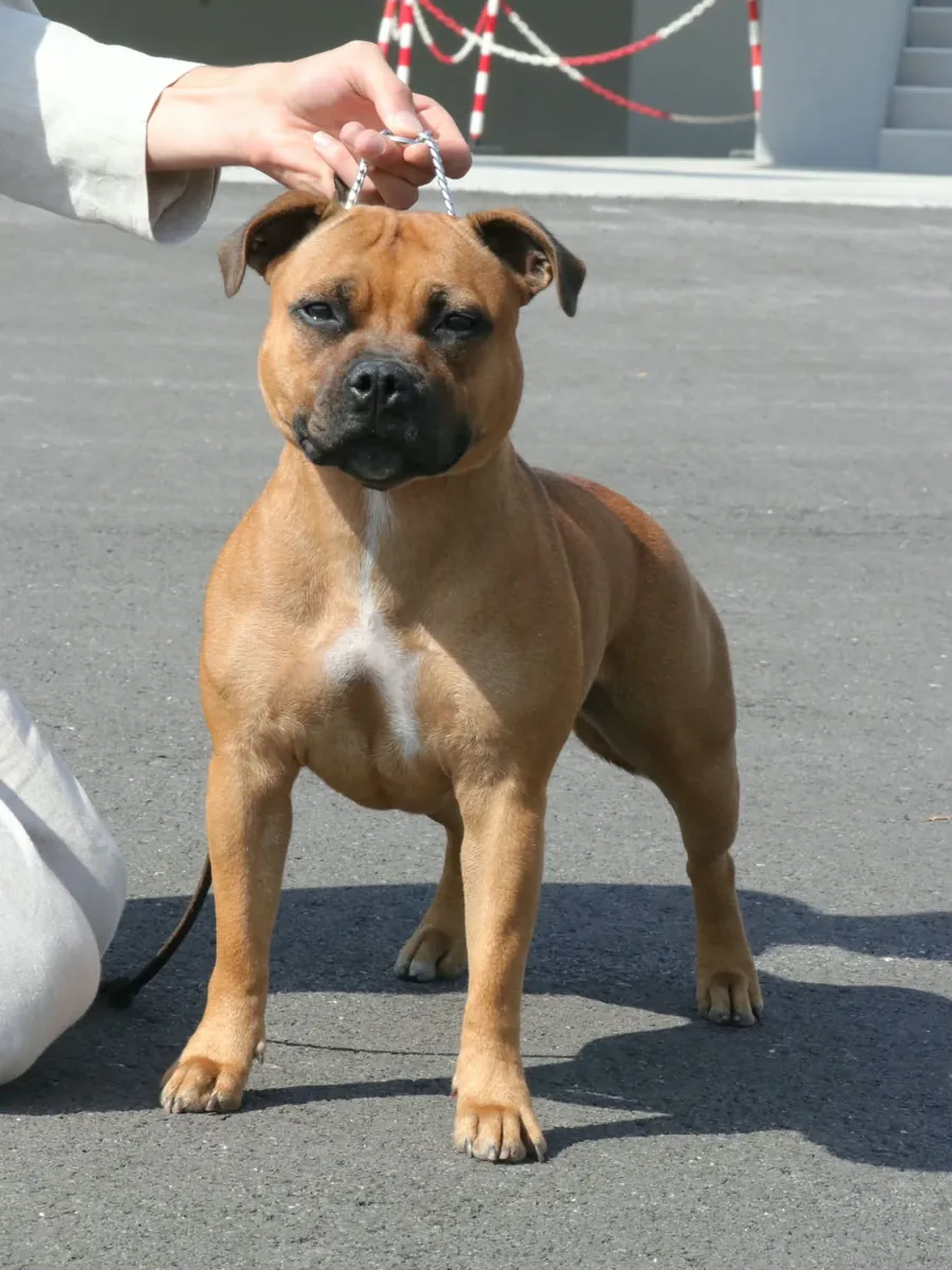 Viktorya, femmina Staffordshire Bull Terrier fulva, Giovane Campionessa Italiana, in posa da esposizione